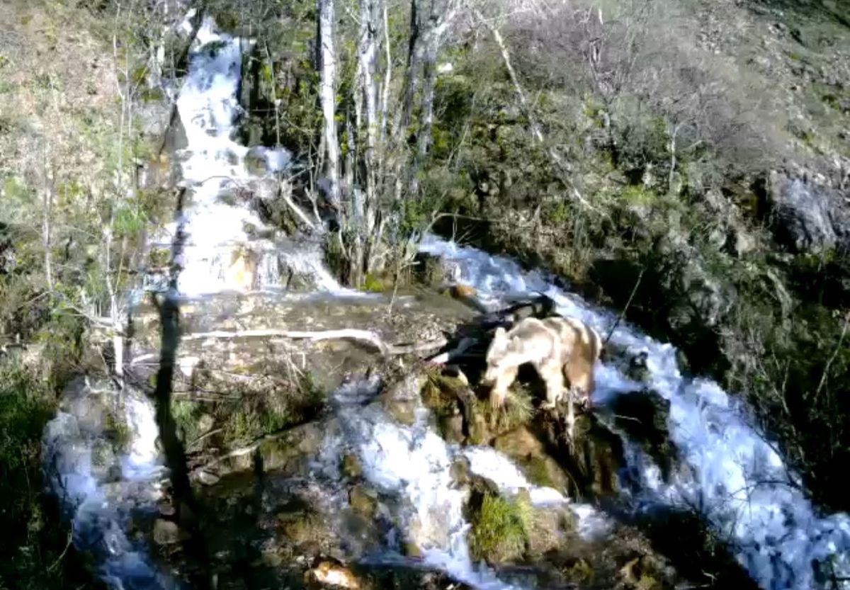 Tunceli’de şelaleden geçen yaban hayvanları fotokapana yakalandı