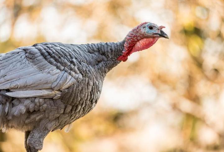 Kahve Falında Hindi Ne Anlama Gelir? Falda Hindi Şekli Görmek Ne Demek, Anlamı Nedir?