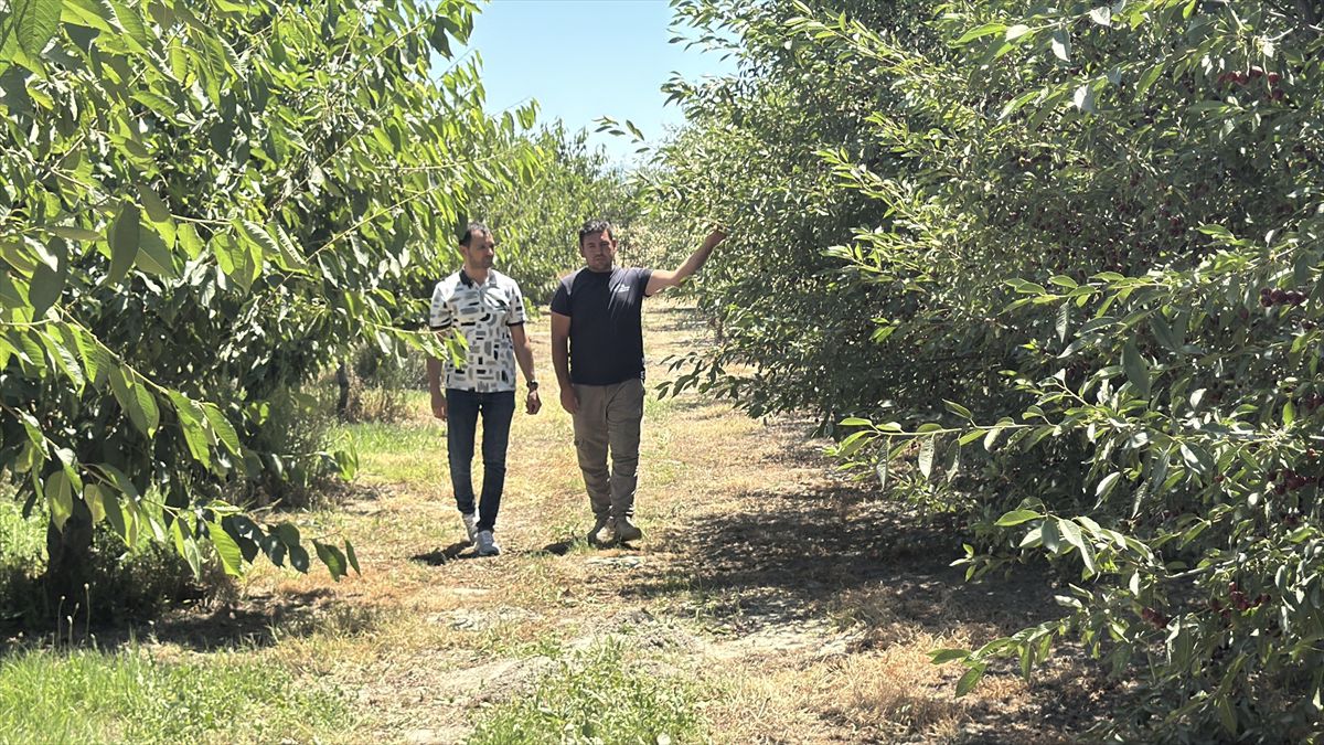 Afyonkarahisar’ın tescilli vişnesi yurt içinden ve dışından yoğun talep görüyor