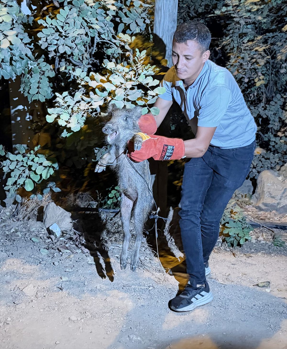 Alanya’da yaralı halde bulunan domuz yavrusu tedaviye alındı