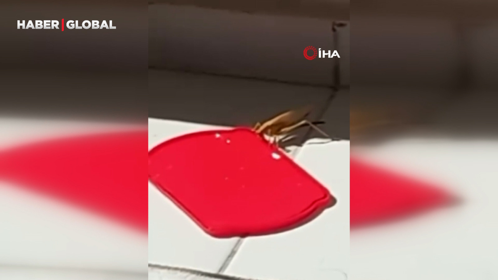 Burdur’da dev çekirgeyi kapta su ile beslediği anlar görüntülendi