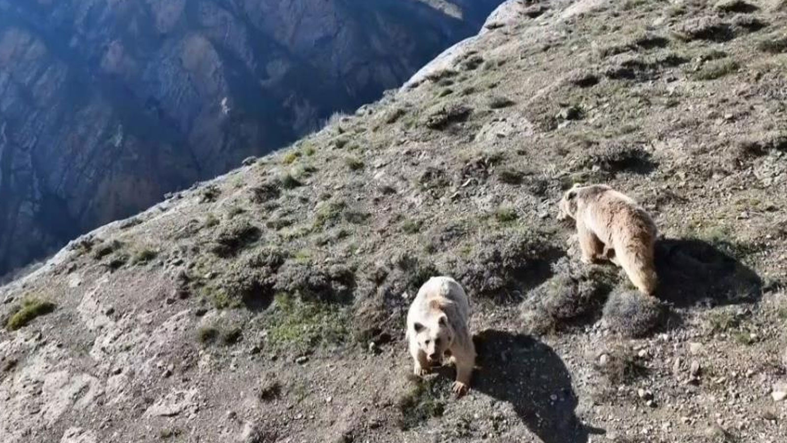 Erzincan’da ayı saldırısında yaralanan kişi ameliyata alındı