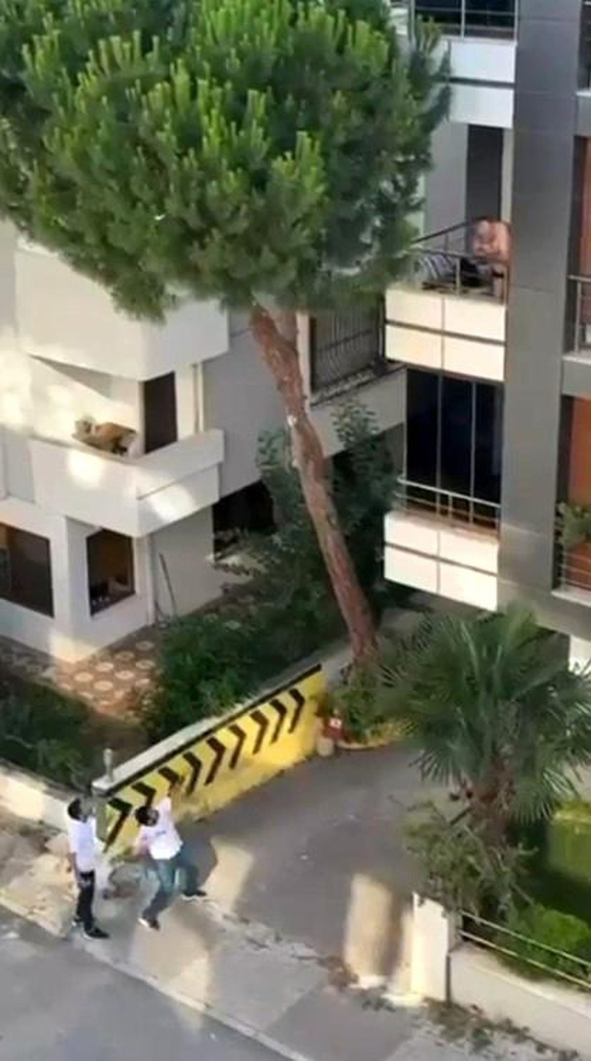 Maltepe’de vatandaşlar kadına şiddete kayıtsız kalmadı: Balkondaki adama taş yağdırdı