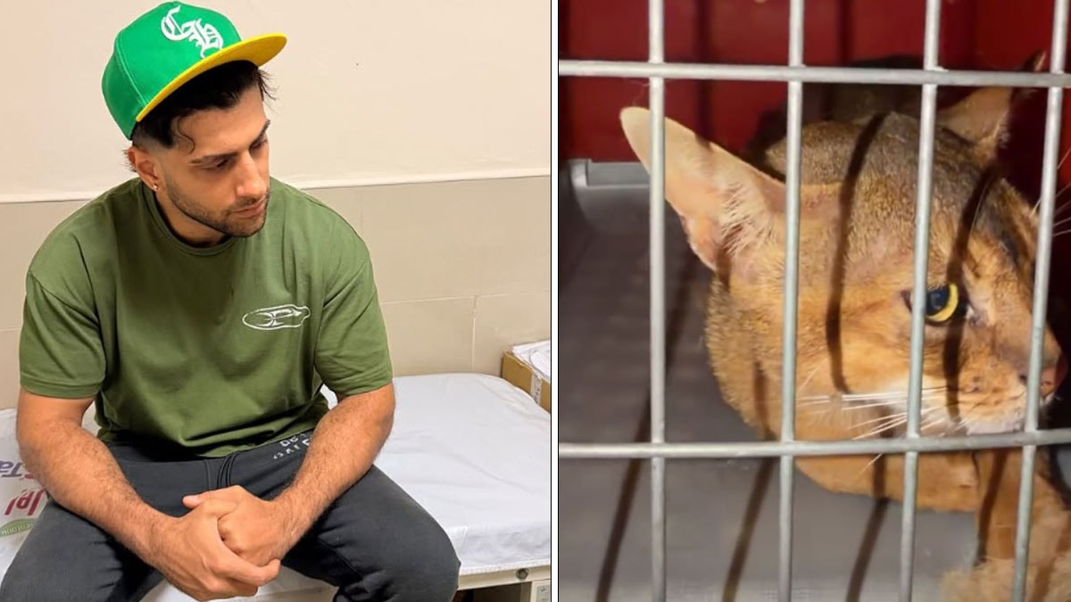 Kedi sevmek isterken hastanelik oldu: Reynmen yaşadığı talihsiz olayı anlattı