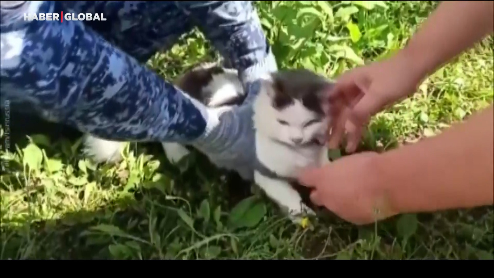 Rusya’da uyuşturucu taşıyan kurye kedi böyle yakalandı