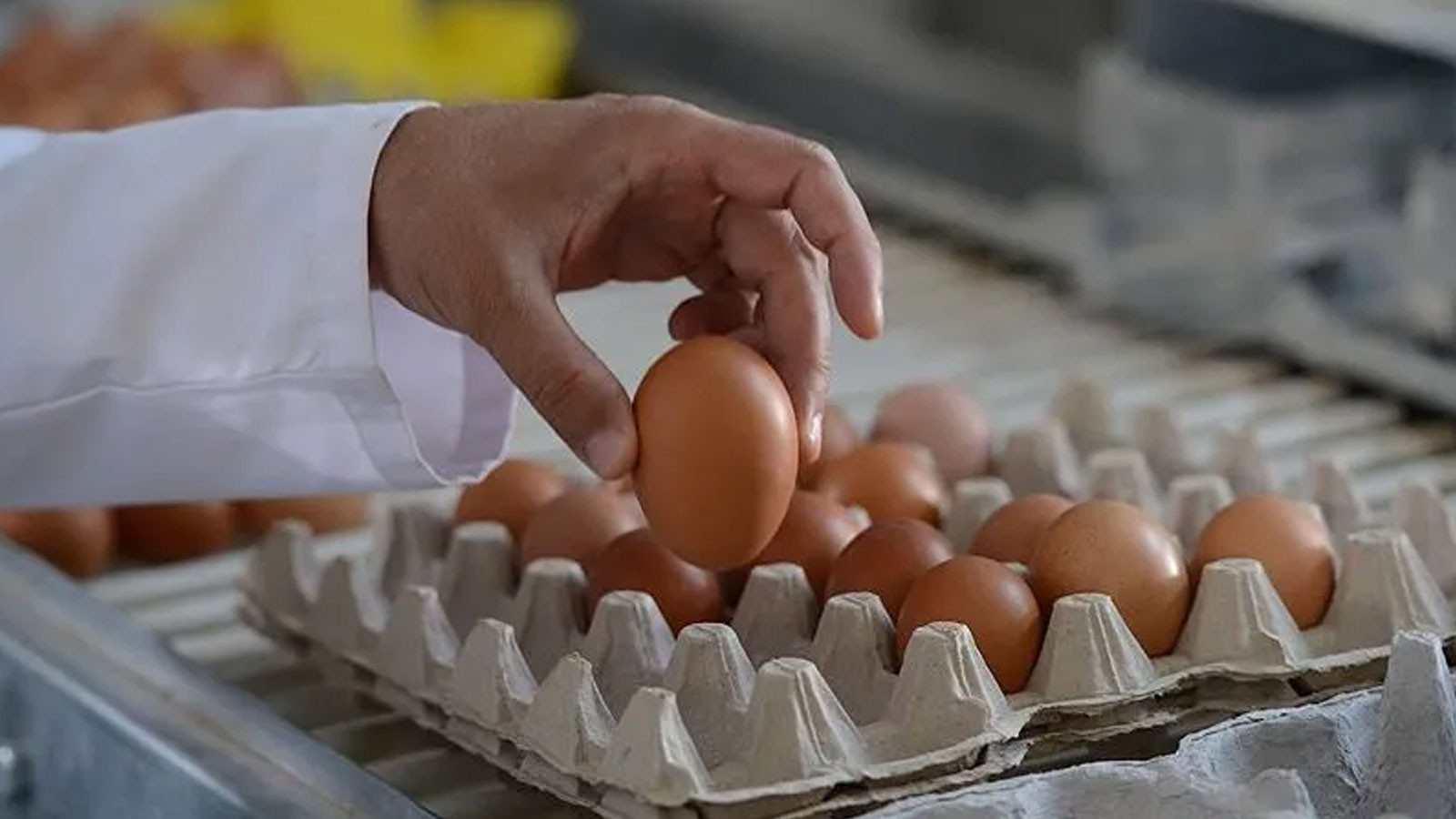 Yumurtada ölümcül salmonella şüphesi! Tonlarca ürün geri çağrıldı